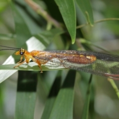 Nymphes myrmeleonoides (Blue eyes lacewing) at Downer, ACT - 5 Jan 2021 by TimL