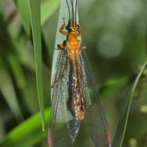 Nymphes myrmeleonoides at Downer, ACT - 5 Jan 2021