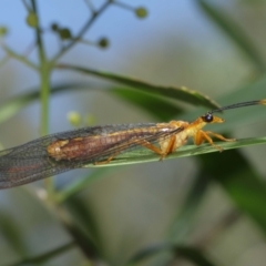 Nymphes myrmeleonoides at Downer, ACT - 5 Jan 2021 12:00 PM