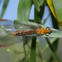 Nymphes myrmeleonoides at Downer, ACT - 5 Jan 2021 12:00 PM