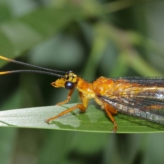 Nymphes myrmeleonoides at Downer, ACT - 5 Jan 2021