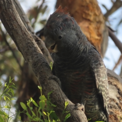 Callocephalon fimbriatum (Gang-gang Cockatoo) at GG130 - 3 Jan 2021 by roymcd