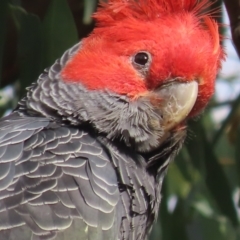 Callocephalon fimbriatum (Gang-gang Cockatoo) at Red Hill, ACT - 4 Jan 2021 by roymcd