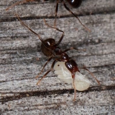 Papyrius sp (undescribed) (Hairy Coconut Ant) at Paddys River, ACT - 5 Jan 2021 by rawshorty