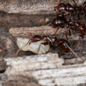 Papyrius sp (undescribed) at Paddys River, ACT - 5 Jan 2021