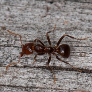 Papyrius sp (undescribed) at Paddys River, ACT - 5 Jan 2021