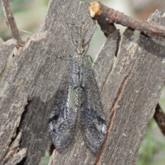 Glenoleon pulchellus (Antlion lacewing) at Acton, ACT - 5 Jan 2021 by TimL