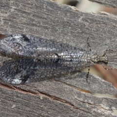 Glenoleon pulchellus at Acton, ACT - 5 Jan 2021 11:42 AM