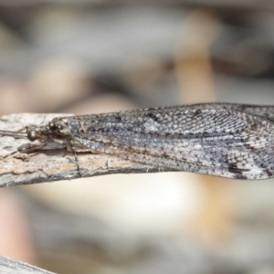 Glenoleon pulchellus at Acton, ACT - 5 Jan 2021 11:42 AM