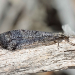 Glenoleon pulchellus at Acton, ACT - 5 Jan 2021