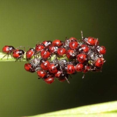 Pentatomidae (family) (Shield or Stink bug) at Acton, ACT - 4 Jan 2021 by TimL