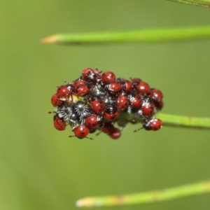 Pentatomidae (family) at Acton, ACT - 5 Jan 2021