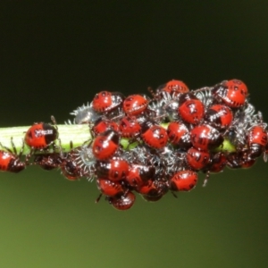 Pentatomidae (family) at Acton, ACT - 5 Jan 2021