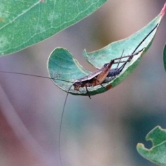 Gryllidae (family) (Field cricket) at Wodonga - 6 Jan 2021 by KylieWaldon