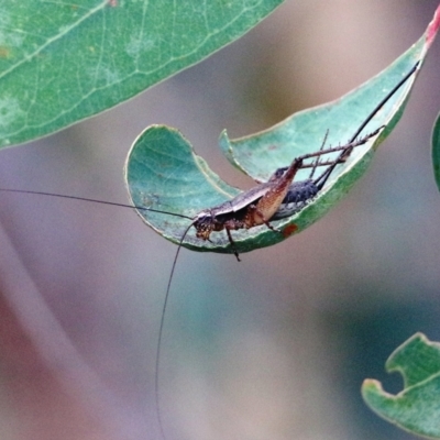 Gryllidae (family) (Field cricket) at Wodonga - 6 Jan 2021 by KylieWaldon