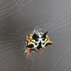 Austracantha minax (Christmas Spider, Jewel Spider) at Monitoring Site 114 - Remnant - 5 Jan 2021 by Kyliegw