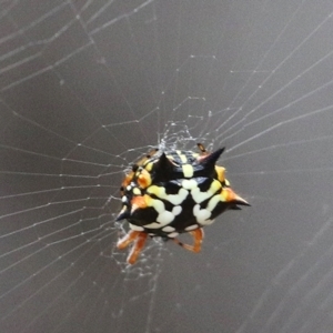 Austracantha minax at Wodonga - 6 Jan 2021 08:00 AM