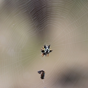 Austracantha minax at Wodonga - 6 Jan 2021 08:00 AM