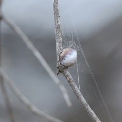 Austracantha minax at Wodonga - 6 Jan 2021 08:00 AM