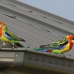 Platycercus eximius (Eastern Rosella) at Wodonga - 5 Jan 2021 by Kyliegw