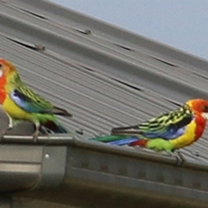 Platycercus eximius at Wodonga, VIC - 6 Jan 2021