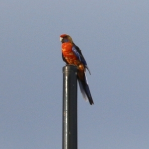 Platycercus elegans at Wodonga - 6 Jan 2021 07:30 AM