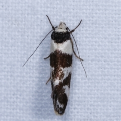 Isomoralla eriscota (A concealer moth) at Melba, ACT - 18 Dec 2020 by kasiaaus
