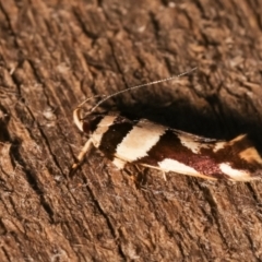Macrobathra desmotoma ( A Cosmet moth) at Melba, ACT - 18 Dec 2020 by kasiaaus