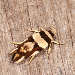 Macrobathra desmotoma at Melba, ACT - 19 Dec 2020