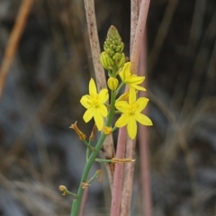 Bulbine glauca (Rock Lily) at Wodonga, VIC - 5 Jan 2021 by Kyliegw