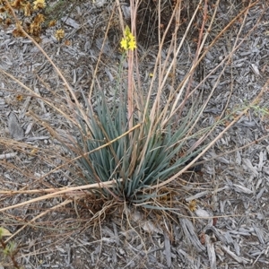 Bulbine glauca at Wodonga, VIC - 6 Jan 2021 07:30 AM