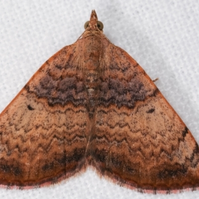 Chrysolarentia mecynata (Mecynata Carpet Moth) at Melba, ACT - 18 Dec 2020 by kasiaaus