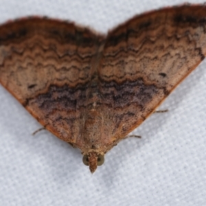 Chrysolarentia mecynata at Melba, ACT - 19 Dec 2020