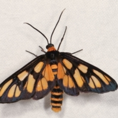 Amata (genus) (Handmaiden Moth) at Melba, ACT - 18 Dec 2020 by kasiaaus