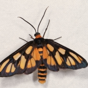 Amata (genus) at Melba, ACT - 19 Dec 2020