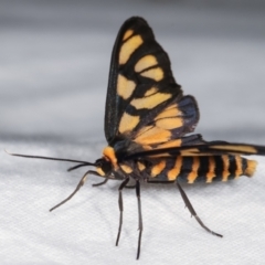 Amata (genus) at Melba, ACT - 19 Dec 2020