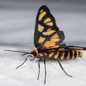 Amata (genus) at Melba, ACT - 19 Dec 2020 12:17 AM