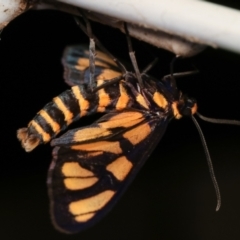 Amata (genus) at Melba, ACT - 19 Dec 2020