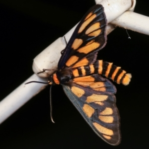 Amata (genus) at Melba, ACT - 19 Dec 2020