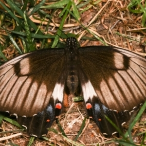 Papilio aegeus at Melba, ACT - 19 Dec 2020