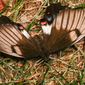 Papilio aegeus at Melba, ACT - 19 Dec 2020
