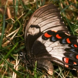 Papilio aegeus at Melba, ACT - 19 Dec 2020