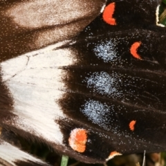Papilio aegeus at Melba, ACT - 19 Dec 2020