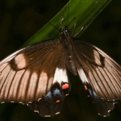 Papilio aegeus at Melba, ACT - 19 Dec 2020