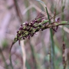 Bothriochloa macra (Red Grass, Red-leg Grass) at Hackett, ACT - 6 Jan 2021 by abread111