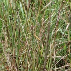 Bothriochloa macra at Hackett, ACT - 6 Jan 2021