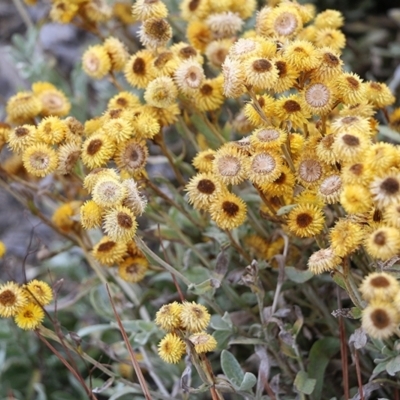 Chrysocephalum apiculatum (Common Everlasting) at Wodonga - 5 Jan 2021 by Kyliegw