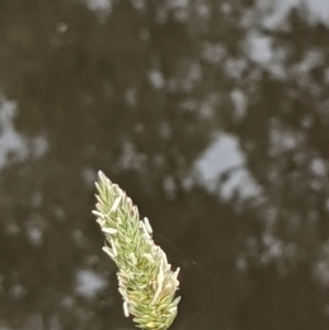 Phalaris aquatica at Hackett, ACT - 6 Jan 2021 09:08 AM