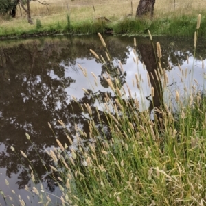 Phalaris aquatica at Hackett, ACT - 6 Jan 2021 09:08 AM