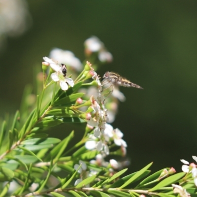 Trichophthalma punctata (Tangle-vein fly) at Cook, ACT - 5 Jan 2021 by Tammy